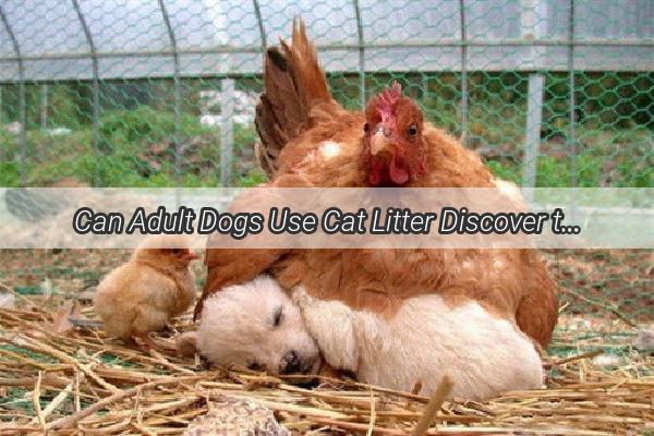 Can Adult Dogs Use Cat Litter Discover the Surprising Truth and Make Informed Choices